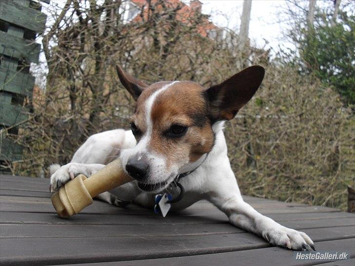 Dansk svensk gaardhund Kvik billede 17
