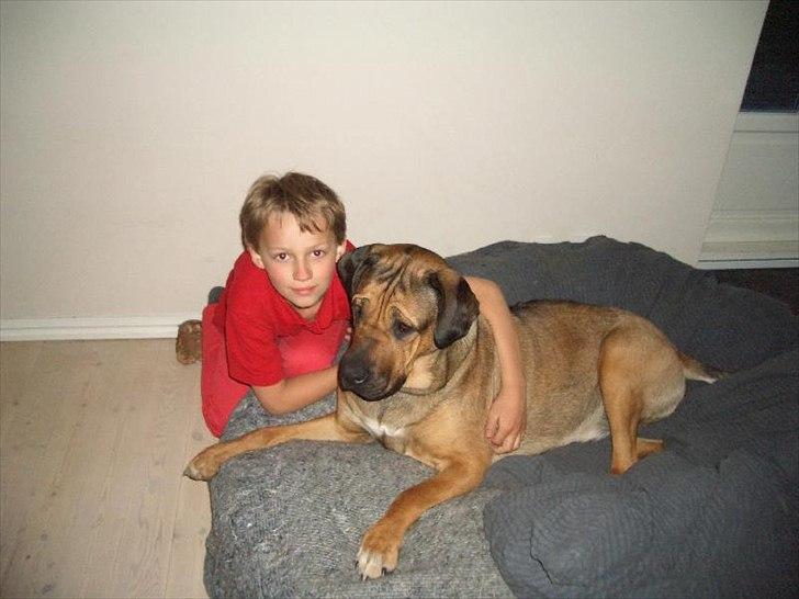 Blanding af racer Luna billede 1