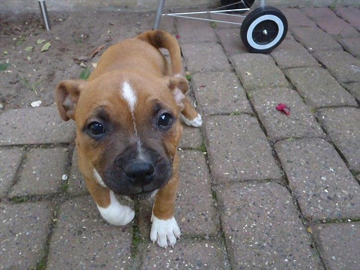 Staffordshire bull terrier Kronsäter's Garfield - Cooper - Bassen på taressen :) billede 9