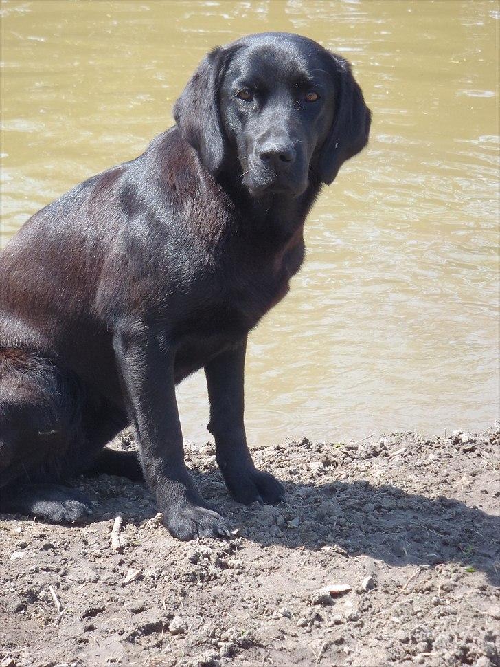 Blanding af racer Aya billede 14