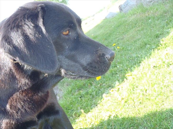 Blanding af racer Aya billede 15