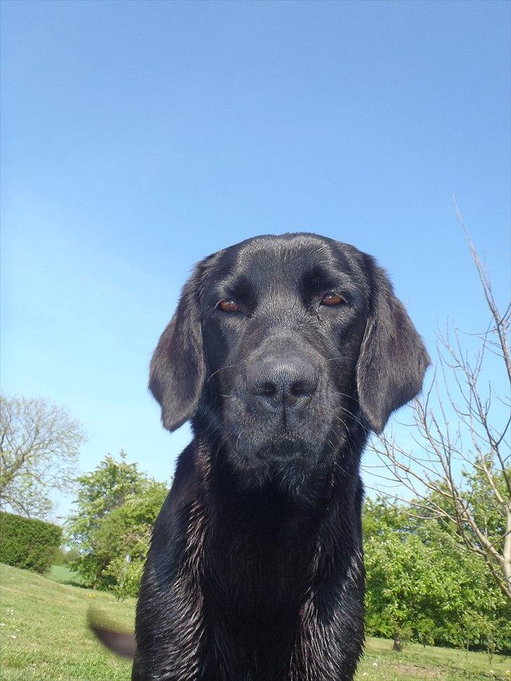 Blanding af racer Aya billede 16