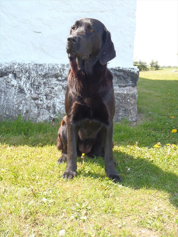 Blanding af racer Aya billede 17