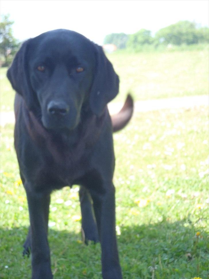 Blanding af racer Aya billede 18