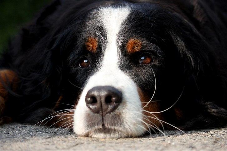 Berner sennenhund Østersø Pedersens Aika billede 1