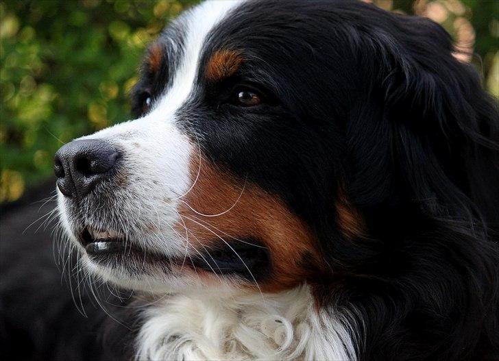 Berner sennenhund Østersø Pedersens Aika billede 3