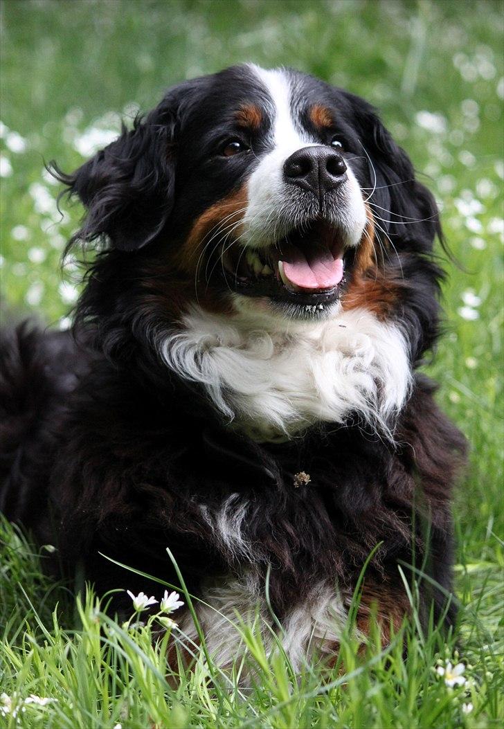 Berner sennenhund Østersø Pedersens Aika billede 20