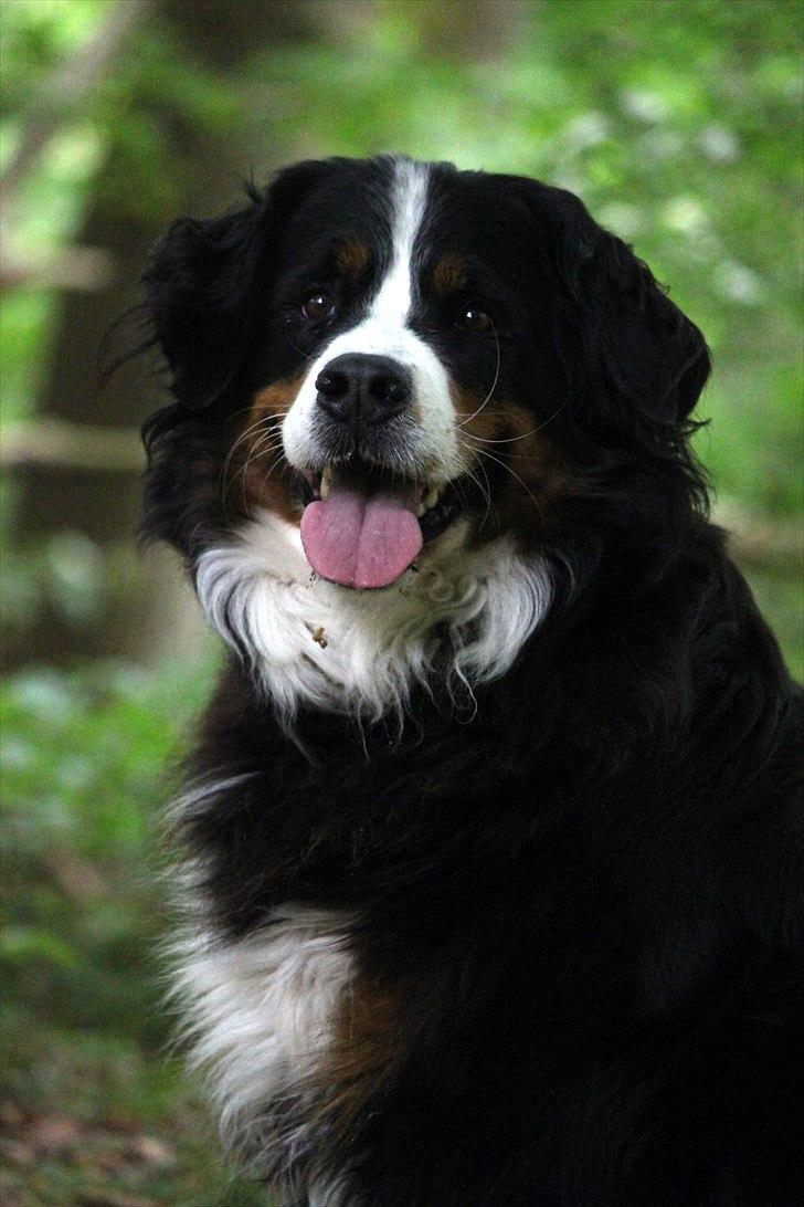 Berner sennenhund Østersø Pedersens Aika billede 12