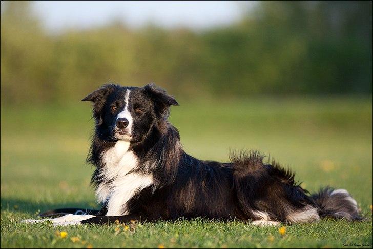 Border collie 'Joker' - Joker 1 år. 
Fotograf: Benny Fischer billede 1