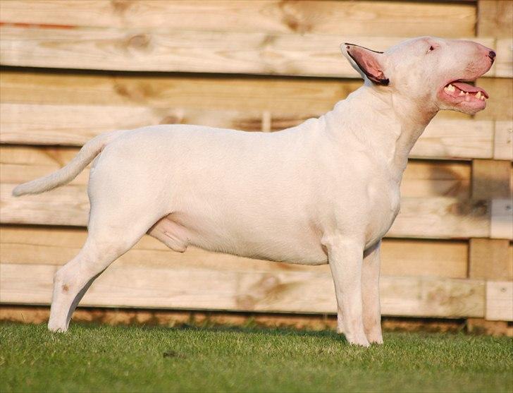 Bullterrier DKCH Joey 5/10-2007 30/9-2011 - DKCH Maligårdens Draco The Last Dragon  billede 3