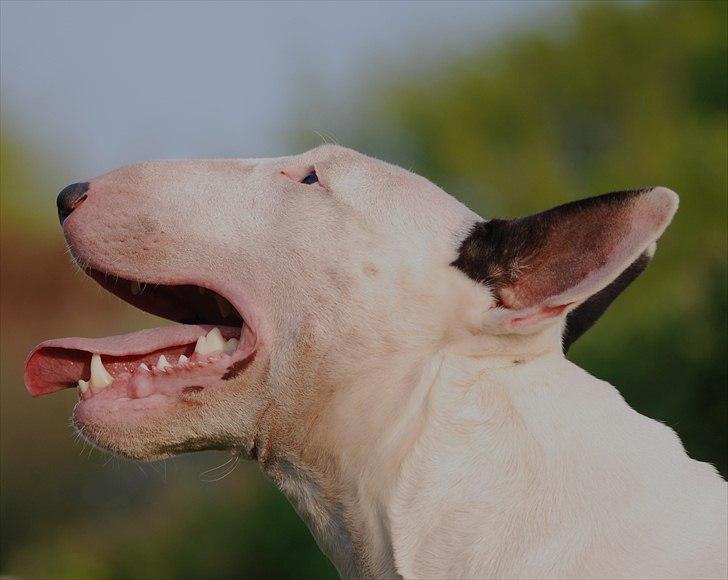 Bullterrier DKCH Joey 5/10-2007 30/9-2011 - Lækre Joey billede 6