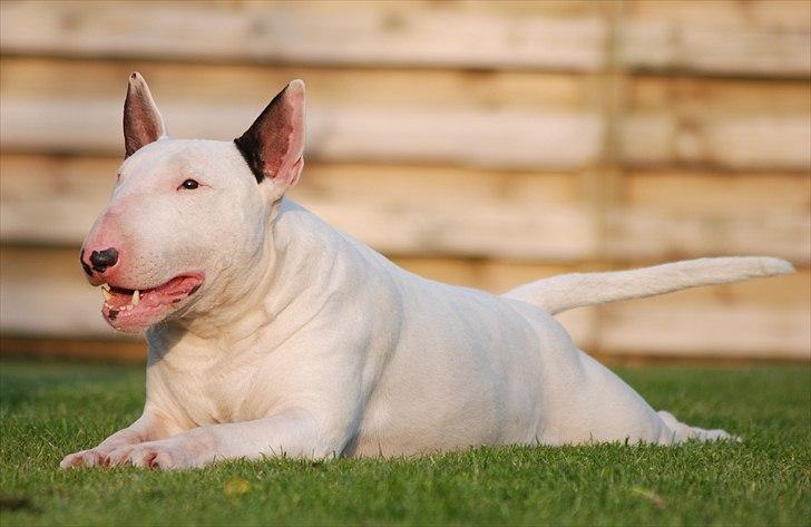 Bullterrier DKCH Joey 5/10-2007 30/9-2011 - Joey :O) billede 5
