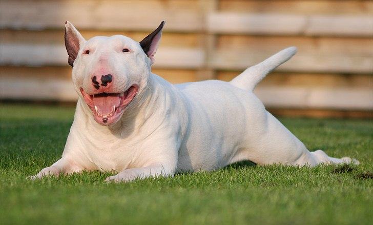 Bullterrier DKCH Joey 5/10-2007 30/9-2011 - Øhm... Ja.. Joey :O) billede 1