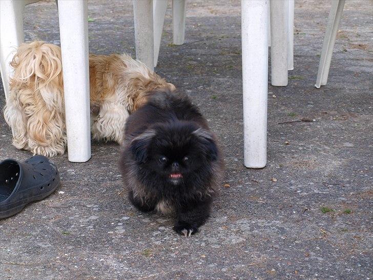 Pekingeser Cita AKA Bulldozeren - D. 21.05.11 billede 15