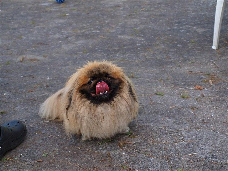 Pekingeser Chui Aka Pigehunden<3 hvil i fred <3 - D 21.05.11 billede 18
