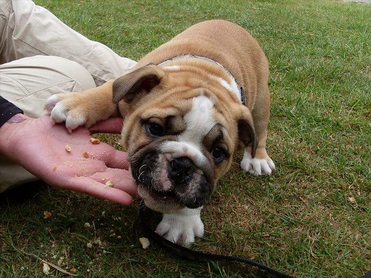 Engelsk bulldog Elvis - Lige en lille kiks på vej hjem ;D billede 1