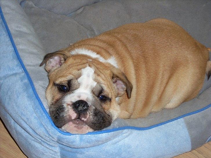 Engelsk bulldog Elvis - Kattens seng er udemærket, når man er træt ! billede 3