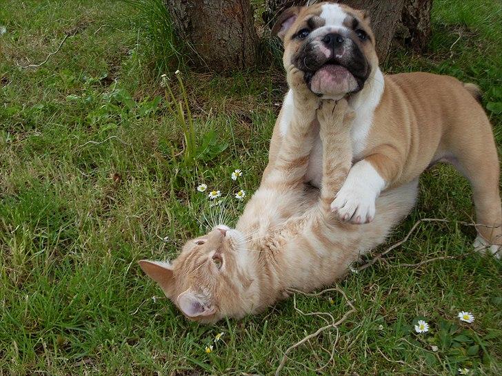 Engelsk bulldog Elvis - Katten Charlie blev hans bedste ven på under et døgn ;D billede 4