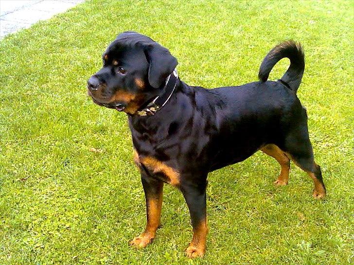 Rottweiler Tayson - Altid på vagt :) billede 6