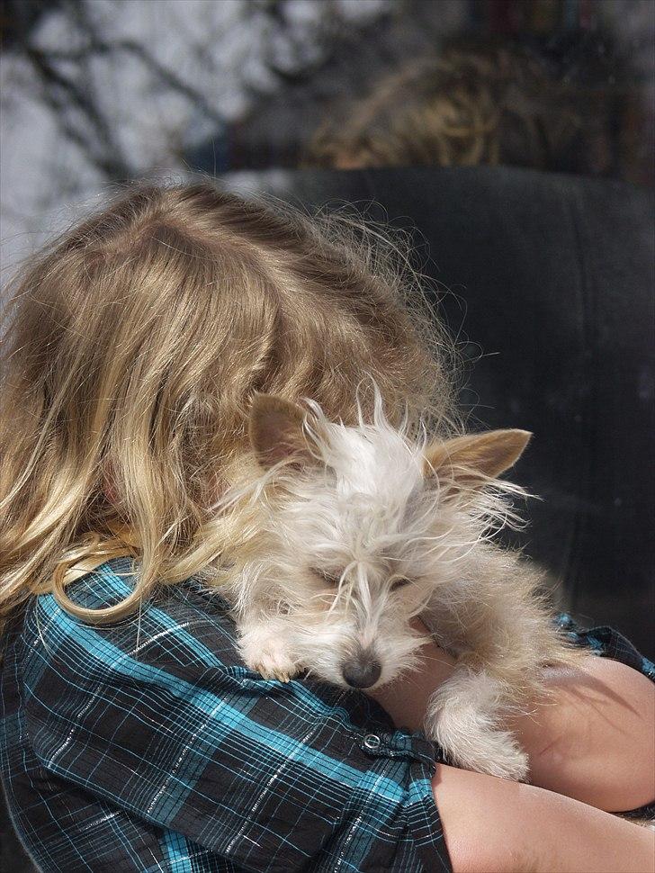 Podengo portugues pequeno Godfreids Persille - Persille er nu 1 år gammel og elsker hendes børn lige så højt som de elsker hende. billede 2