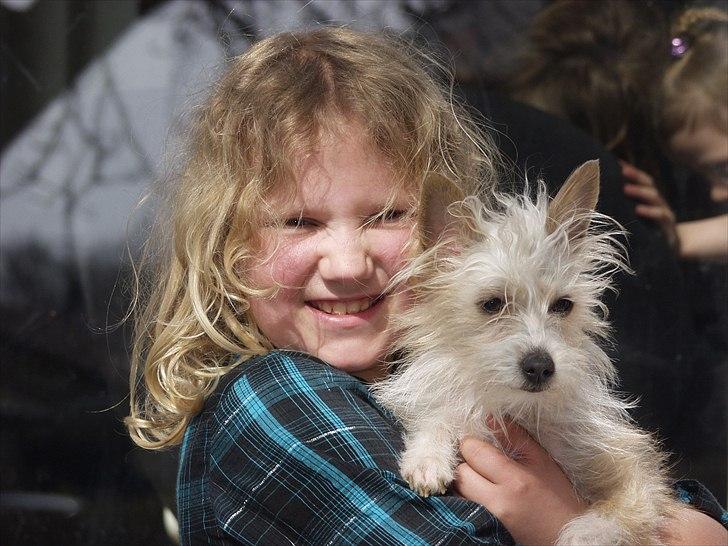 Podengo portugues pequeno Godfreids Persille - Sofie og Persille BF (best  friend) billede 3