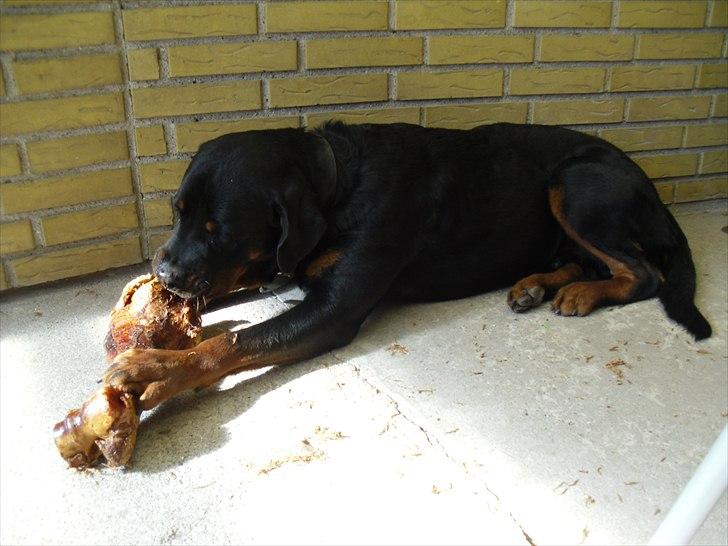 Rottweiler Loke - Loke med glad for sit nye ben- 13 mdr billede 8