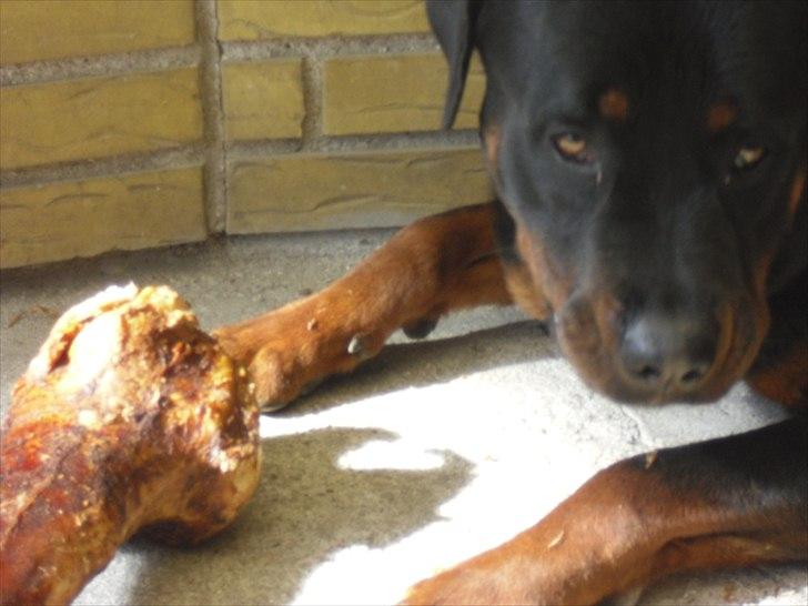 Rottweiler Loke - Gider du ikke bare lade mig spise i fred billede 9
