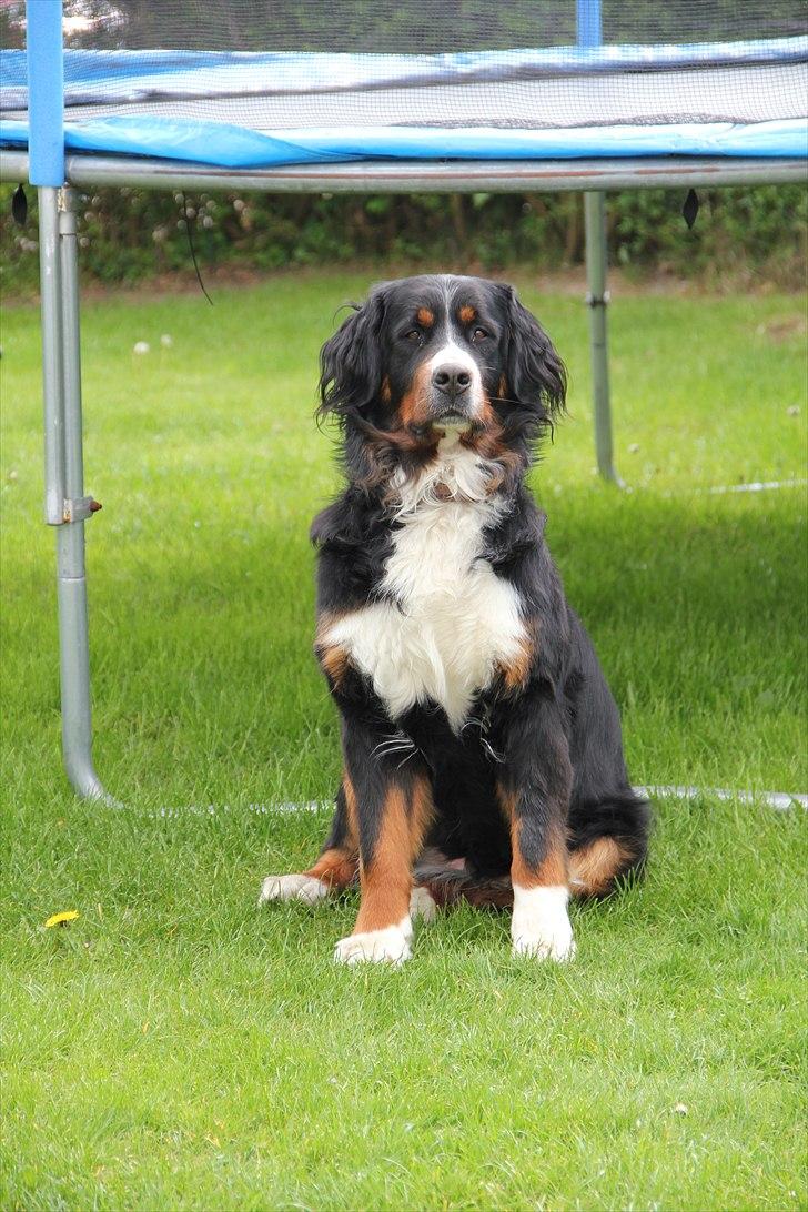 Berner sennenhund Vanilla - Velkommen til Vanillas profil :D ! <3 billede 1