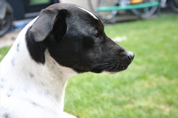 Dansk svensk gaardhund Mille - Elsker at være ude i min have billede 6