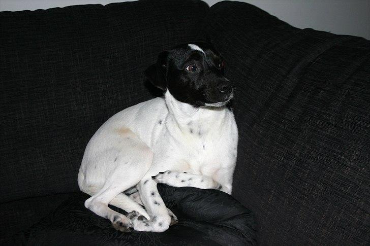 Dansk svensk gaardhund Mille - Jeg ser lidt skræmt ud men det er jeg altså ikke :D billede 3