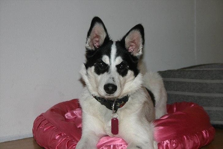 Alaskan husky Cayza billede 5