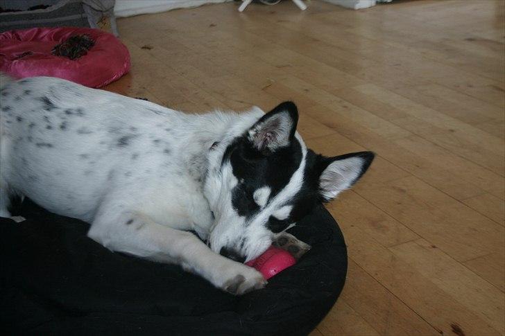 Alaskan husky Cayza billede 8