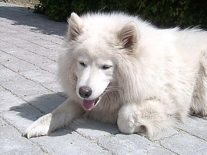 Samojedhund Laika!<3 - :) billede 5