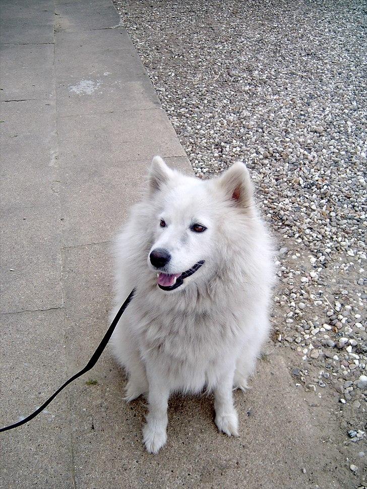 Samojedhund Laika!<3 - laika:) billede 12