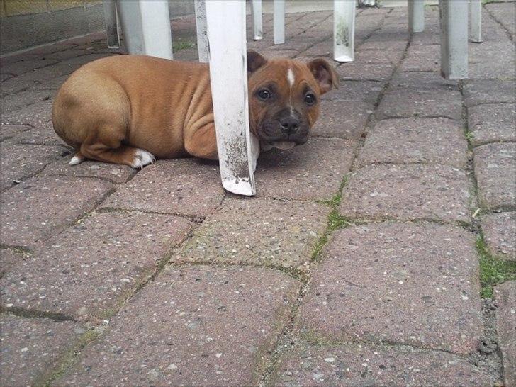 Staffordshire bull terrier Kronsäter's Garfield - Cooper - Cooper i haven :) billede 10