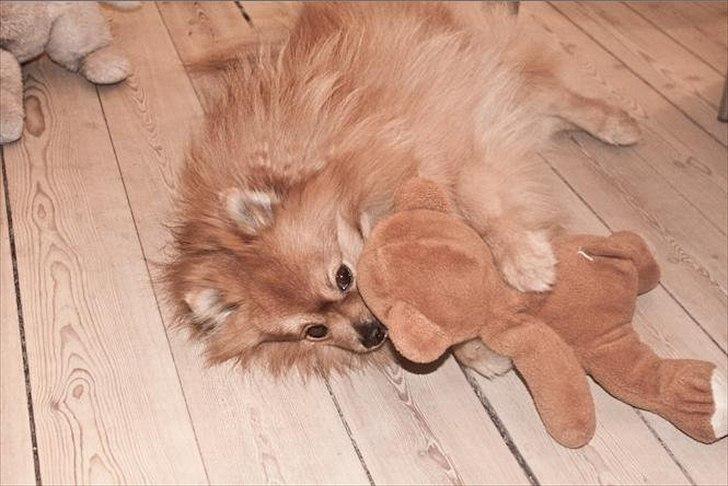 Pomeranian Theo - Theo 2011 billede 15