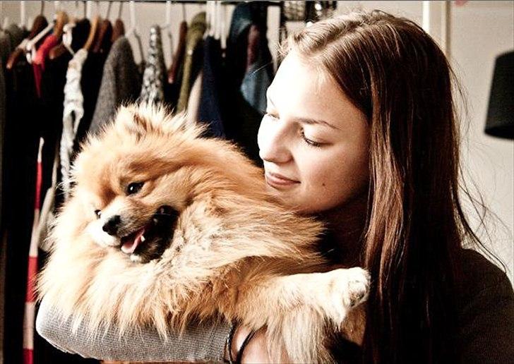 Pomeranian Theo - Theo & Sabina 2011 billede 16