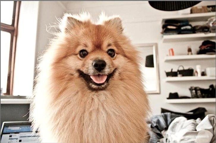 Pomeranian Theo - Theo 2011 billede 17