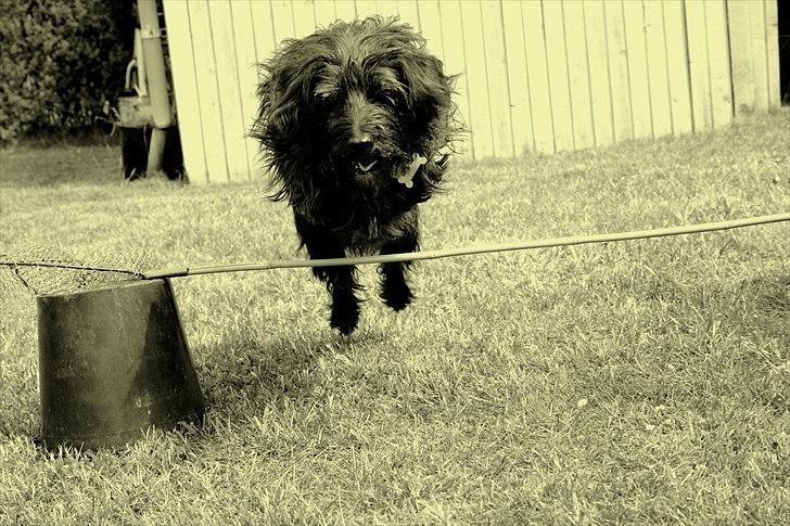 Blanding af racer Molly. billede 15