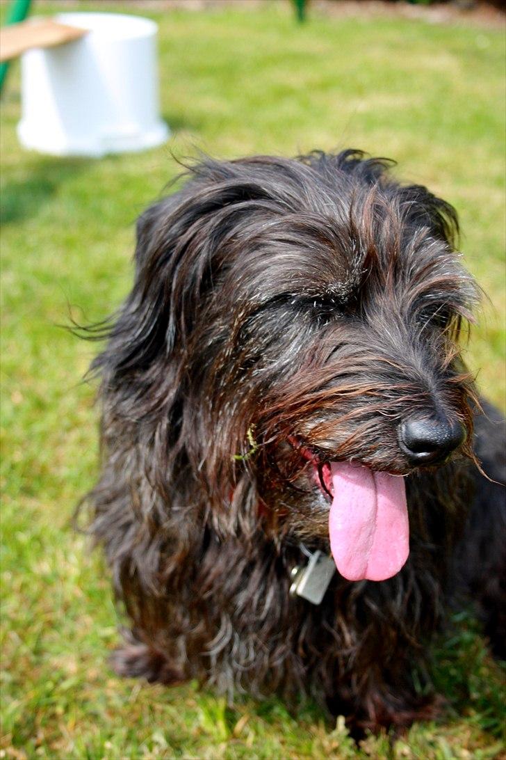 Blanding af racer Molly. billede 16