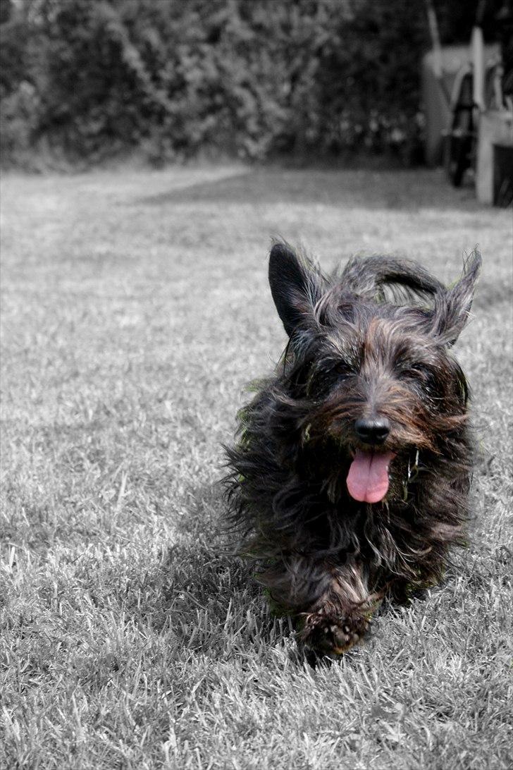 Blanding af racer Molly. billede 18