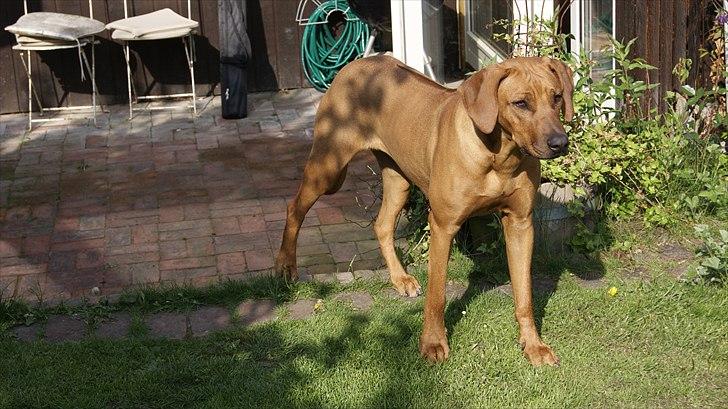 Rhodesian ridgeback Tabili billede 1