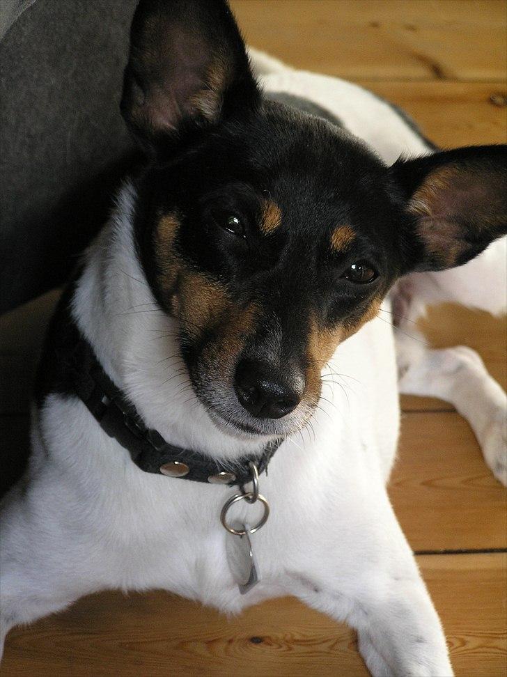 Dansk svensk gaardhund Buster Larsen  billede 1