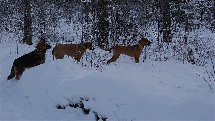 Rhodesian ridgeback Tabili billede 4