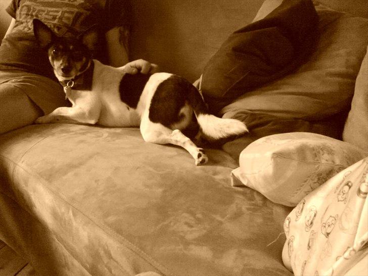 Dansk svensk gaardhund Buster Larsen  billede 2