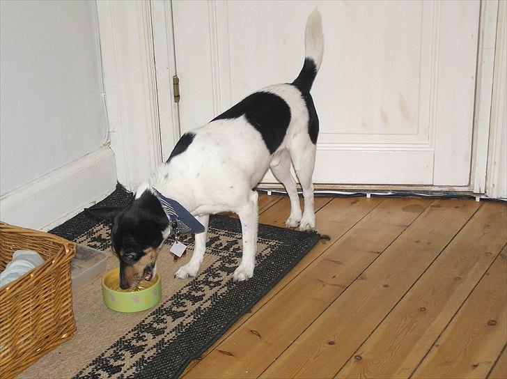Dansk svensk gaardhund Buster Larsen  billede 3