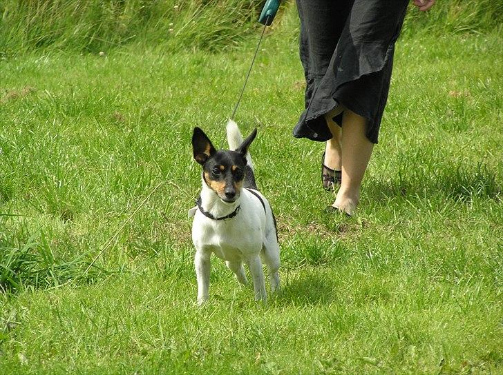 Dansk svensk gaardhund Buster Larsen  billede 4
