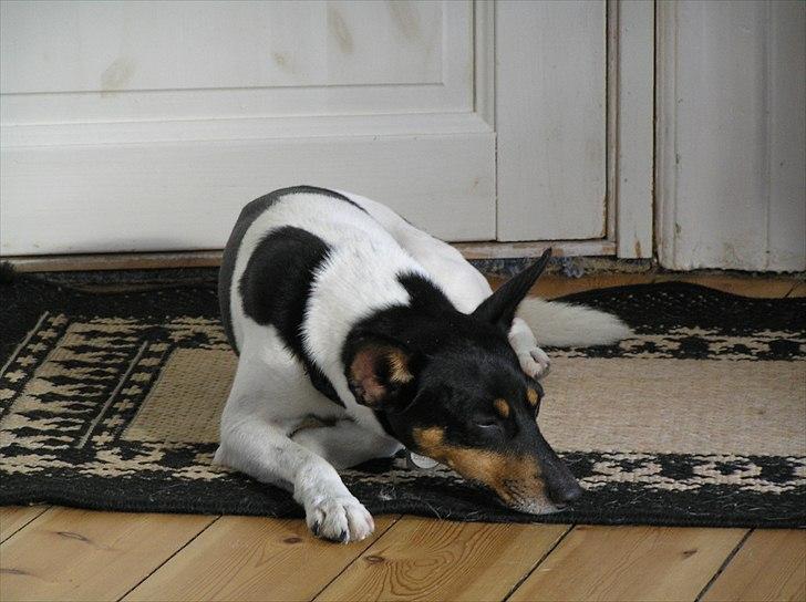 Dansk svensk gaardhund Buster Larsen  billede 5