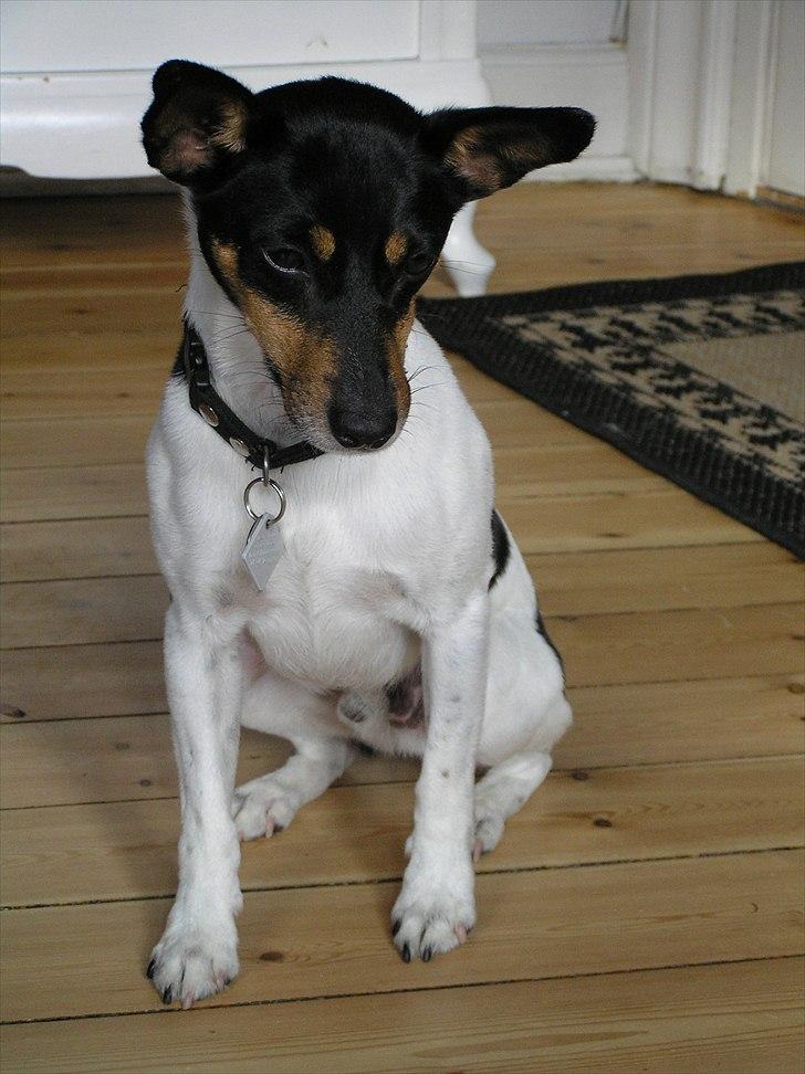 Dansk svensk gaardhund Buster Larsen  billede 6