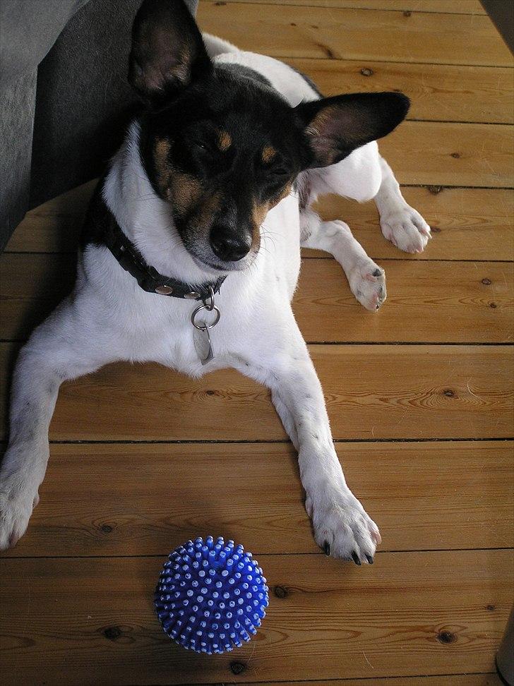 Dansk svensk gaardhund Buster Larsen  billede 7